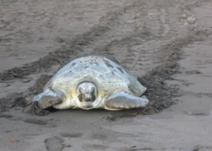 Green sea turtle emerging from the beach in Tortuguero during nesting season